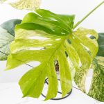 Monstera Deliciosa 'White Monster' (wk26-A) - Image 5