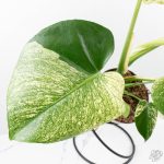 Monstera Deliciosa 'White Monster' (wk26-A) - Image 6