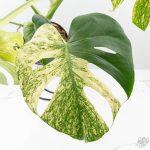 Monstera Deliciosa 'White Monster' (wk26-A) - Image 7