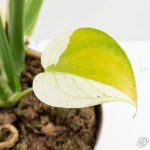 Monstera Deliciosa 'White Monster' (wk26-A) - Image 8