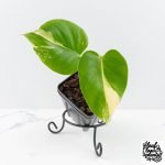Monstera Deliciosa Albo Variegated (Large Form) (wk28-UC)