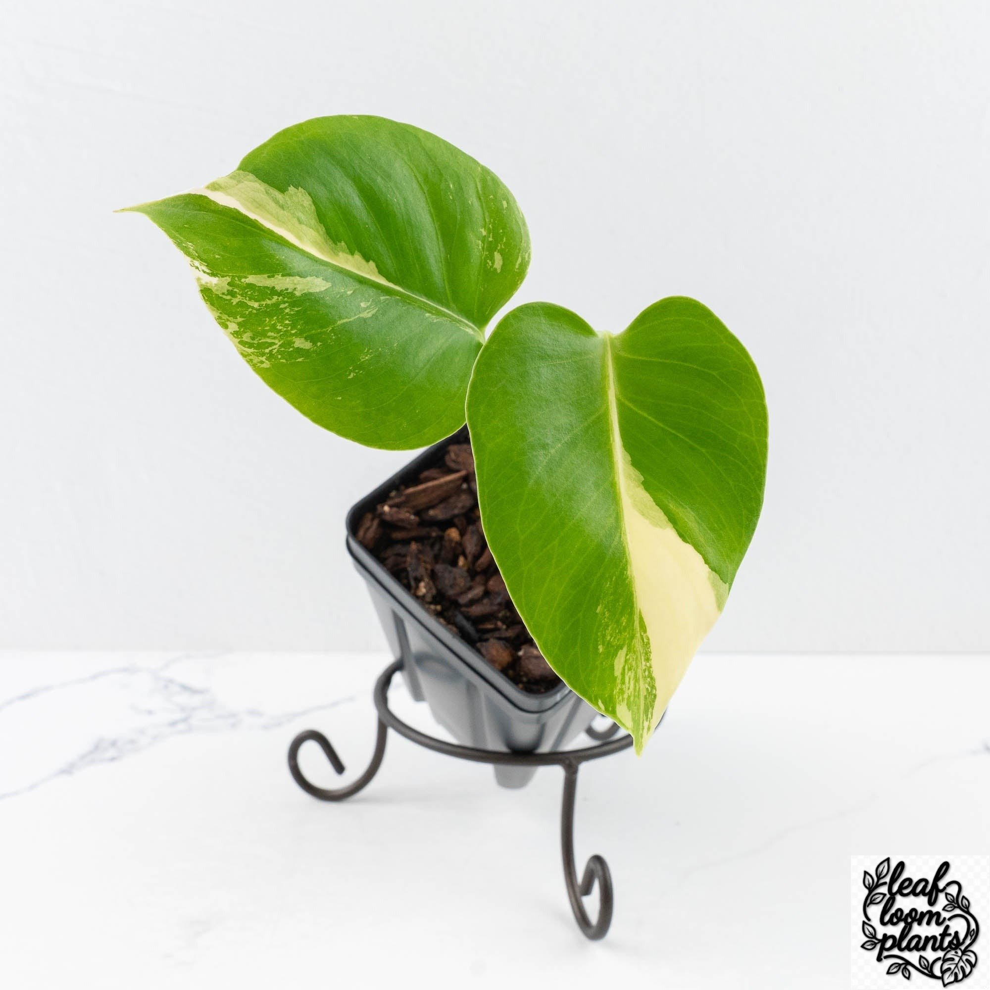 MonsteraDeliciosaalbo_largeform_-28UC-3-2.jpg Clean Monstera Deliciosa Albo Variegated (Large Form) (wk28-UC) - Image 1