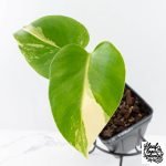 Monstera Deliciosa Albo Variegated (Large Form) (wk28-UC) - Image 3