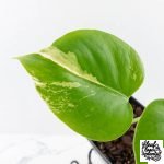 Monstera Deliciosa Albo Variegated (Large Form) (wk28-UC) - Image 4