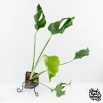 Monstera Deliciosa 'Unniiae' (wk28-UA)
