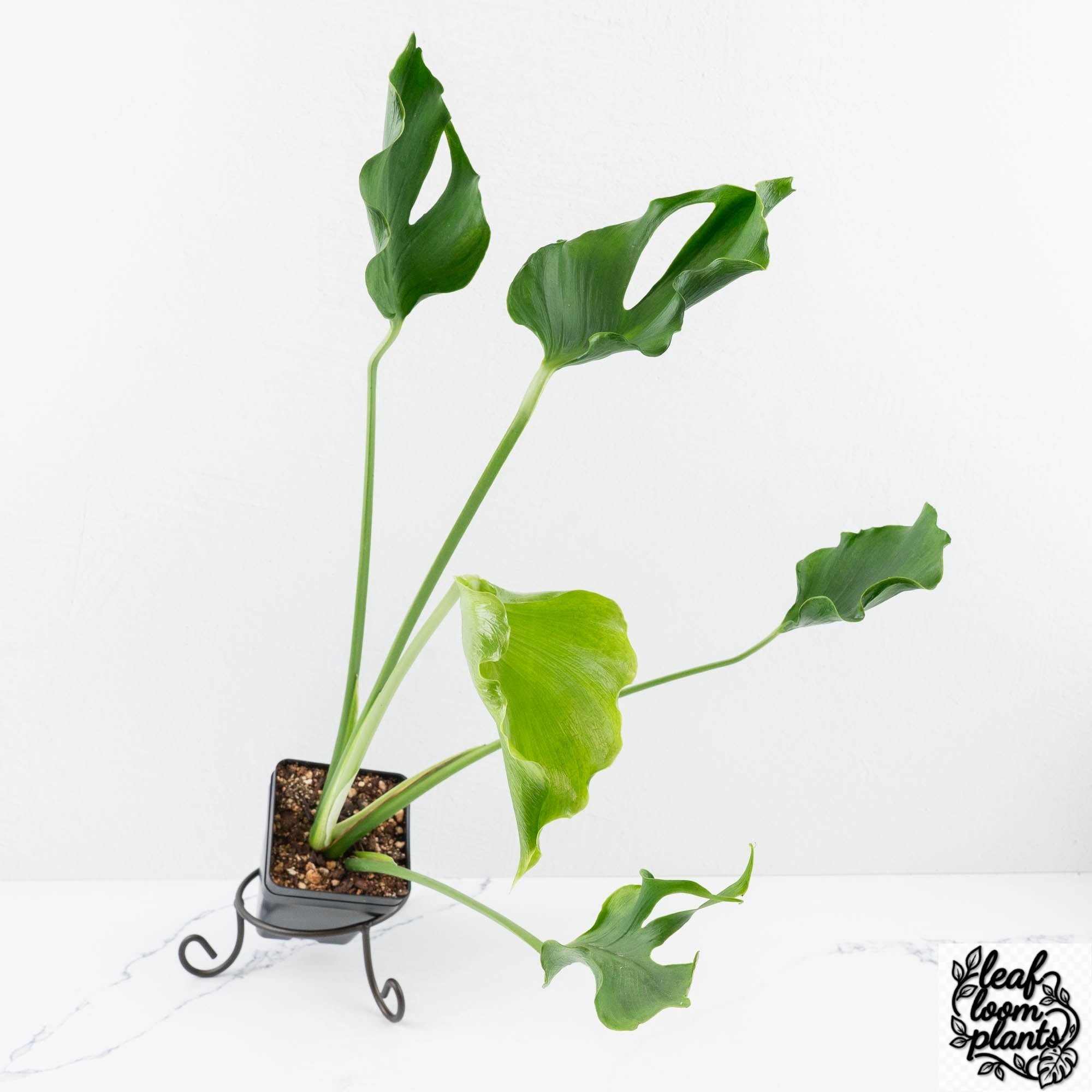 MonsteraUnniae-28UA-3-2.jpg Clean Monstera Deliciosa 'Unniiae' (wk28-UA) - Image 1