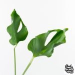 Monstera Deliciosa 'Unniiae' (wk28-UA) - Image 3