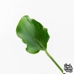 Monstera Deliciosa 'Unniiae' (wk28-UA) - Image 4