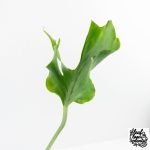 Monstera Deliciosa 'Unniiae' (wk28-UA) - Image 5