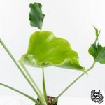 Monstera Deliciosa 'Unniiae' (wk28-UA) - Image 6