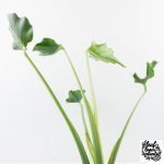 Monstera Deliciosa 'Unniiae' (wk28-UA) - Image 7