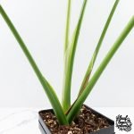 Monstera Deliciosa 'Unniiae' (wk28-UA) - Image 8