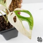 Monstera adansonii albo variegated *Large Form* (wk30-O) - Image 7