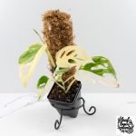 Monstera adansonii albo variegated *Large Form* (wk30-O)