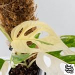 Monstera adansonii albo variegated *Large Form* (wk30-O) - Image 3