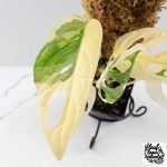 Monstera adansonii albo variegated *Large Form* (wk30-O) - Image 4