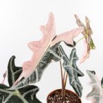 Alocasia Sanderiana 'Nobilis' Pink Variegated - Image 4