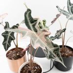 Alocasia Sanderiana 'Nobilis' Pink Variegated - Image 2