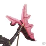 Alocasia Sanderiana 'Nobilis' Pink Variegated - Image 3