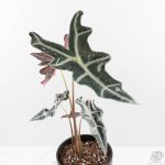 Alocasia Sanderiana 'Nobilis' Pink Variegated - Image 5