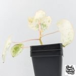 Peperomia 'Raindrop' variegated (wk28-UK) - Image 9