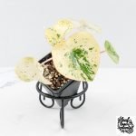Peperomia 'Raindrop' variegated (wk28-UK) - Image 2