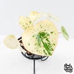 Peperomia 'Raindrop' variegated (wk28-UK)