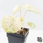Peperomia 'Raindrop' variegated (wk28-UK) - Image 4