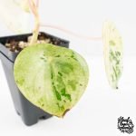 Peperomia 'Raindrop' variegated (wk28-UK) - Image 5