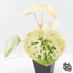 Peperomia 'Raindrop' variegated (wk28-UK) - Image 6
