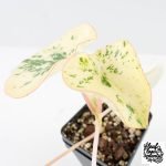 Peperomia 'Raindrop' variegated (wk28-UK) - Image 7