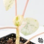 Peperomia 'Raindrop' variegated (wk28-UK) - Image 8