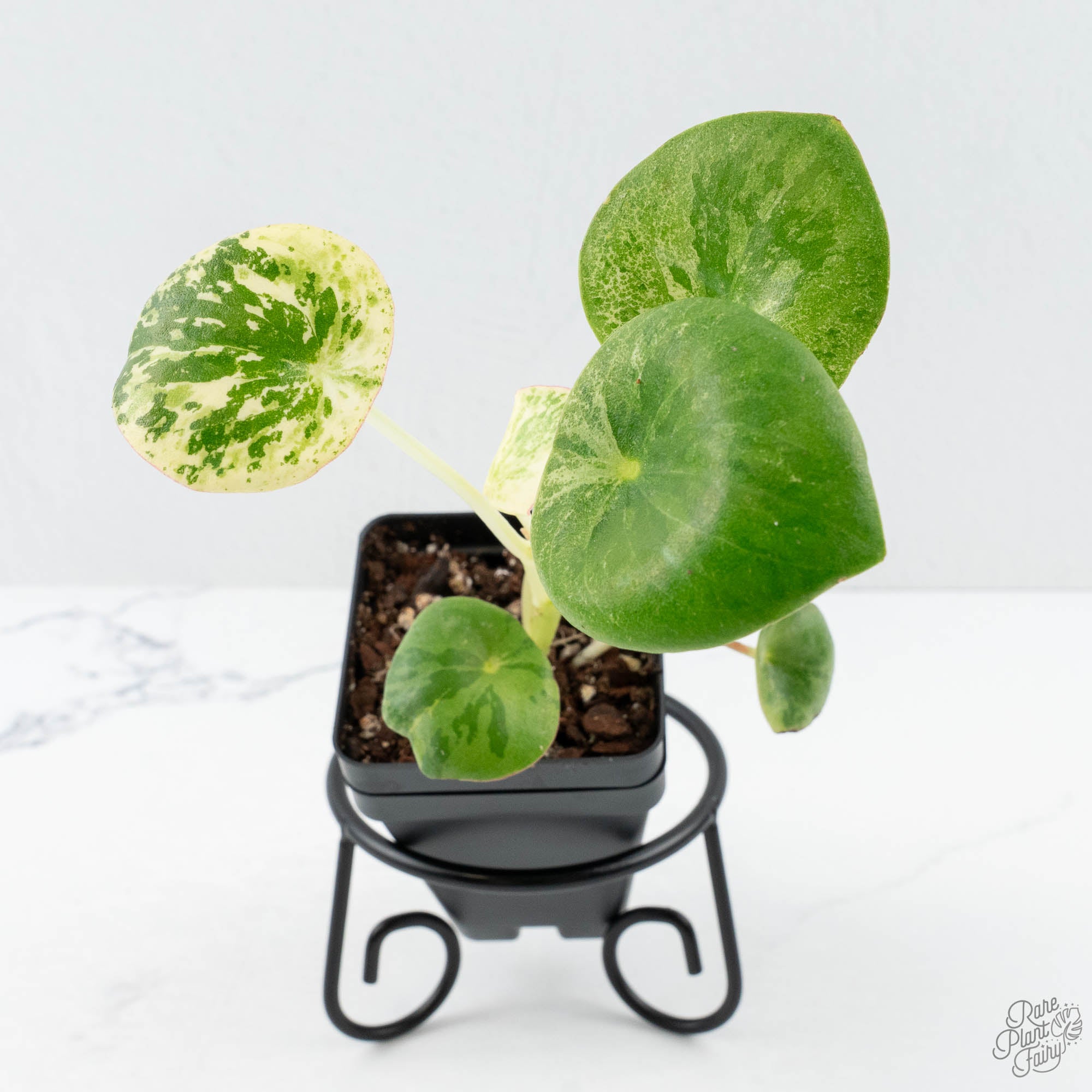 PeperomiaRaindrop26UD-topshot-2-2.jpg Peperomia 'Raindrop' variegated (wk26-UD) - Image 1