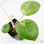Peperomia 'Raindrop' variegated (wk26-UD) - Image 4