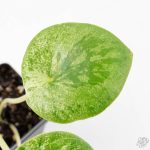 Peperomia 'Raindrop' variegated (wk26-UD) - Image 5