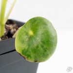 Peperomia 'Raindrop' variegated (wk26-UD) - Image 6