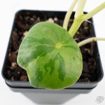 Peperomia 'Raindrop' variegated (wk26-UD) - Image 7