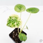 Peperomia 'Raindrop' variegated (wk26-UD) - Image 3