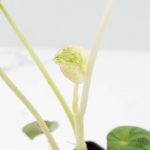 Peperomia 'Raindrop' variegated (wk26-UD) - Image 8