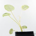 Peperomia 'Raindrop' variegated (wk26-UD) - Image 9