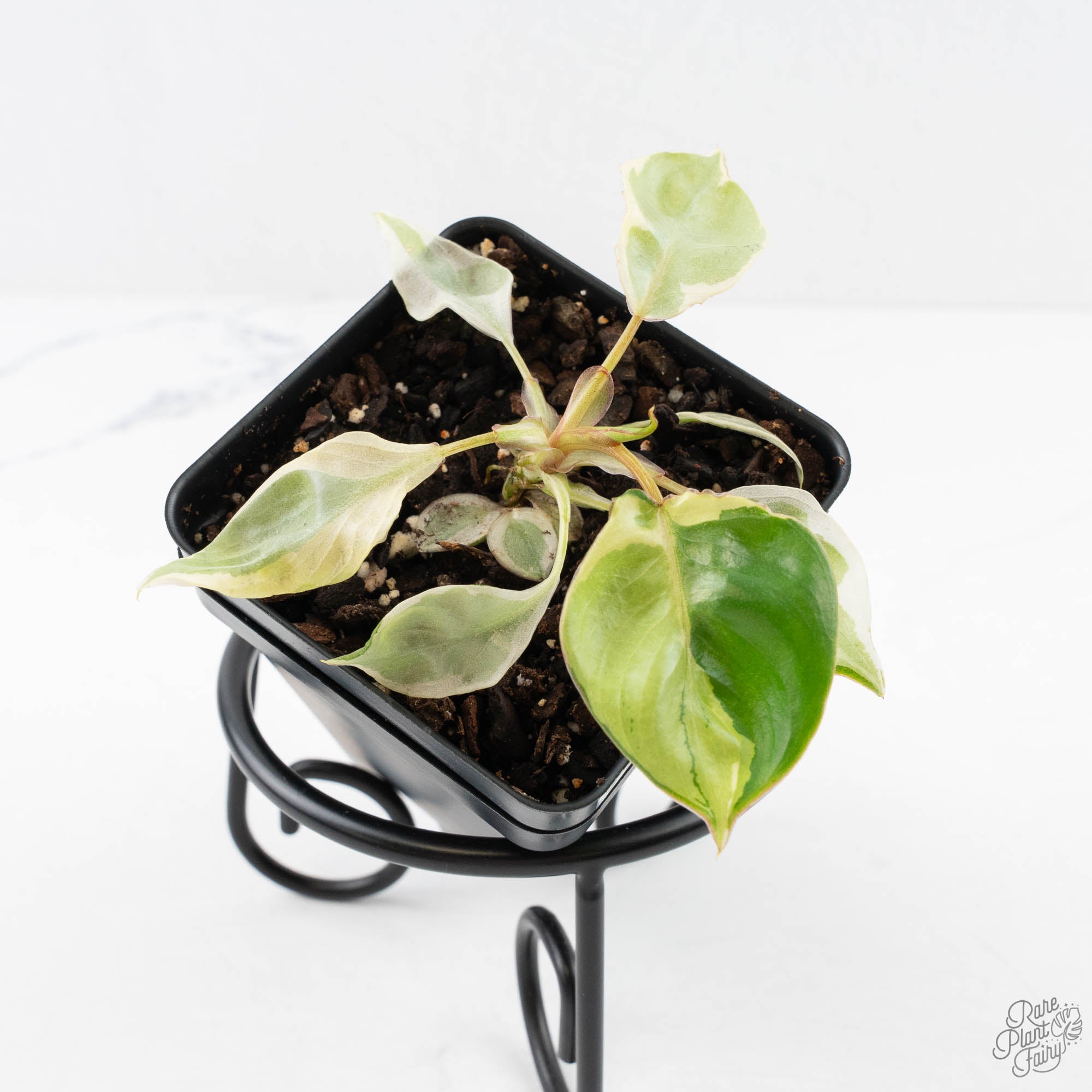 PhilodendronBillietiaealbo-29UJ-3-1.jpg Philodendron 'Billietiae' albo variegated (wk29-UJ) - Image 1