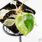 Philodendron 'Billietiae' albo variegated (wk29-UJ) - Image 3