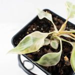 Philodendron 'Billietiae' albo variegated (wk29-UJ) - Image 4