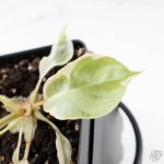 Philodendron 'Billietiae' albo variegated (wk29-UJ) - Image 5