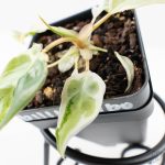Philodendron 'Billietiae' albo variegated (wk29-UJ) - Image 6