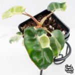 Philodendron 'Billietiae' albo variegated (wk30-UH) - Image 3