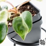 Philodendron 'Billietiae' albo variegated (wk30-UH) - Image 4