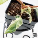 Philodendron 'Billietiae' albo variegated (wk30-UH) - Image 7