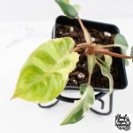 Philodendron 'Billietiae' albo variegated (wk30-UH) - Image 6