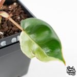 Philodendron 'Billietiae' albo variegated (wk30-UH) - Image 5